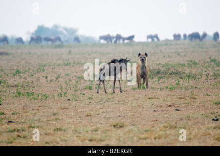 Gefleckte zerbeissen mit Gnus Kalb getrennt vom Rest der Herde. Stockfoto