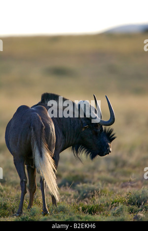 Schwarze Gnus Bull zeigt die langen weißen getuftete Tail und eigentümliche Hörner Stockfoto