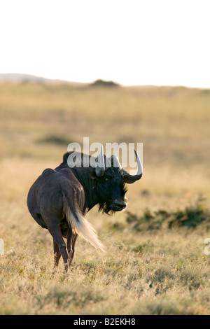 Schwarze Gnus Bull rückblickend über seine Schulter zeigt die lange weiße getuftet Tail und eigentümliche Hörner Stockfoto