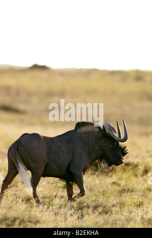 Schwarze Gnus Bull zeigt die langen weißen getuftete Tail und eigentümliche Hörner Stockfoto