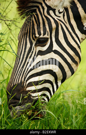 Porträt einer Burchell-Zebra Fütterung auf dem üppigen grünen Rasen Stockfoto
