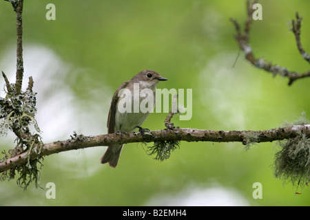 Pied Flycatcher Ficedula Hypoleuca weiblich im Wald Stockfoto