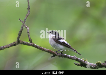 Pied Flycatcher Ficedula Hypoleuca im Wald in Glenartney Perthshire Stockfoto