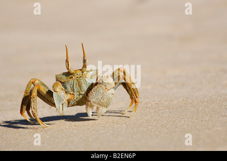 Gehörnte Ghost Krabben (Ocypode Ceratopthalnus) an einem Strand Stockfoto