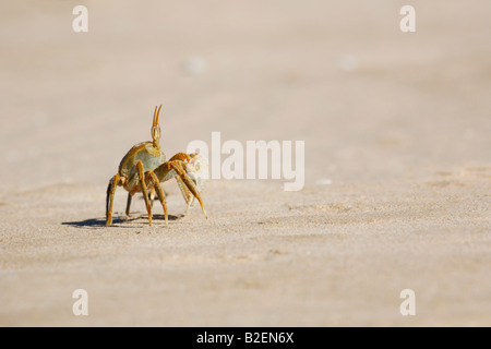 Gehörnte Ghost Krabben (Ocypode Ceratopthalnus) an einem Strand betrachtet seitlich Stockfoto