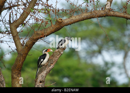 Männliche und weibliche Von der Deckens hornbill Stockfoto