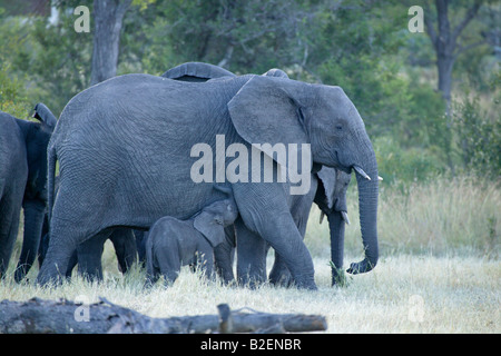 Afrikanische Elefanten Herde stehen am Rande einer Lichtung mit einem jungen Kalb von seiner Mutter trinken Buschfeld gebündelt Stockfoto