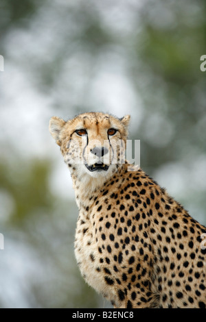 Ein Erwachsener Cheetah aufrecht sitzend auf einer Anhöhe auf der Suche nach Spiel Stockfoto