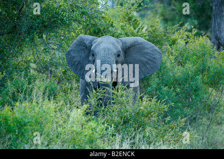 Ein afrikanischer Elefant Kuh mit erhobenen Hauptes in Erregung beim stehen in dichten Busch Stockfoto