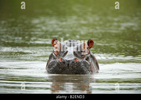 Frontalen Portrait von einem Nilpferd steigt aus dem Wasser in einer aggressiven Haltung Stockfoto