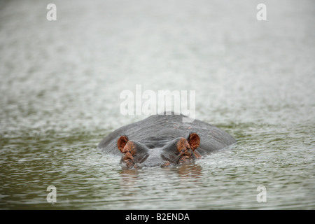 Nilpferd liegend in eine seichte Wasserstelle schlafen Stockfoto