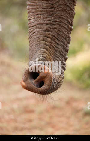 Nahaufnahme der Nasenloch Löcher an der Spitze eines afrikanischen Elefanten Rüssel Stockfoto