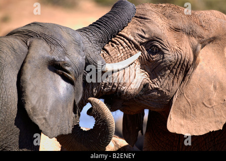 Porträt von zwei Elefanten Elefanten kämpfend Stockfoto