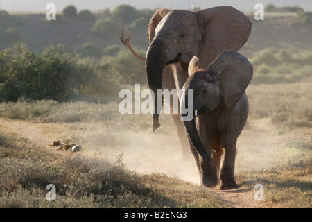 Eine Frontalansicht von zwei Elefanten in eine aggressive pose Stockfoto