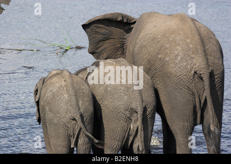 Rückansicht des sub erwachsenen Elefanten mit zwei Kälber trinken am Wasserloch. Stockfoto