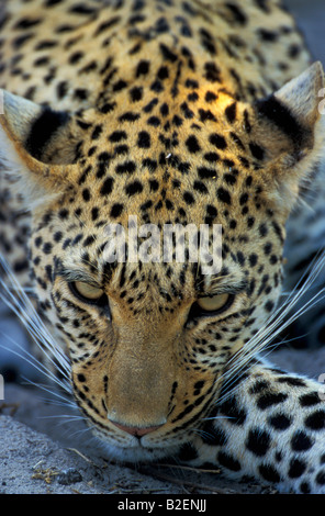 Close-up Portrait von einem jungen weiblichen Leoparden ruht Stockfoto