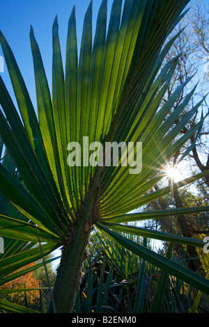 Nahaufnahme von einem Palmblatt Stockfoto