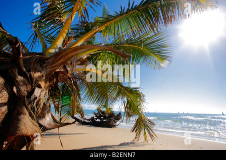 Sonne scheint durch die Baumkronen des einer Palme auf einem idyllischen Strand an der Küste von Mosambik Stockfoto