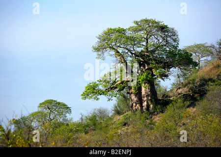 Einen großen Baobab-Baum in voller Blatt wächst auf einem Hügel mit Blick auf Gestrüpp mopane Stockfoto