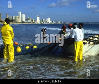 Trek Fischer schleppen einen Fang am Strand von Durban mit Hochhäusern im Hintergrund Stockfoto