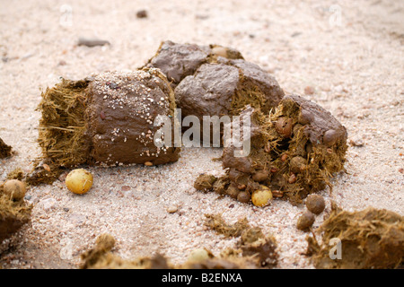 Frischer Elefantendung mit teilweise verdaute Marulafrucht Stockfoto