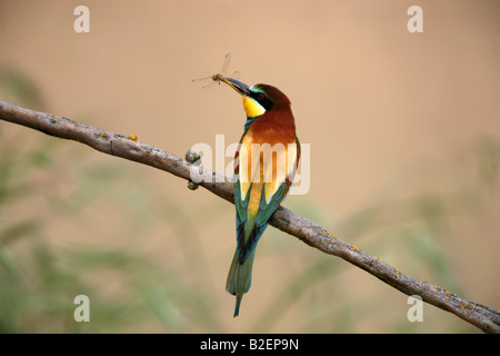 Europäische Biene-Esser Merops Apiaster spanischen Fluss Stockfoto