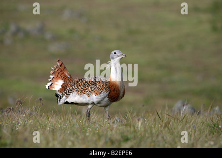 Großes Bustard Otis Tarda in der Extremadura Stockfoto