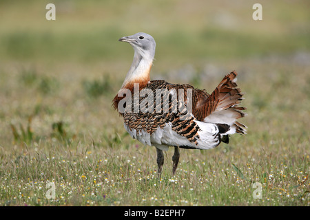 Großes Bustard Otis Tarda in der Extremadura Stockfoto