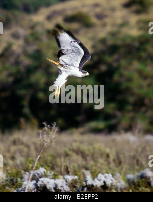 Ein Augur Bussard (Buteo Rufofuscus) gleitet tief im Gaysay Bereich der Bale Mountains. Stockfoto