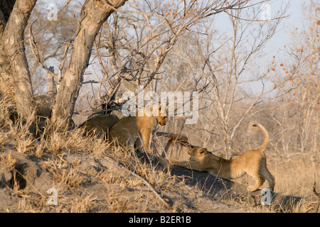 Löwenbabys Interaktion spielerisch im trockenen Buschland Stockfoto