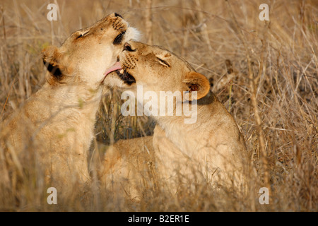 Zwei Löwen einander Pflege Stockfoto