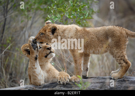 Zwei Löwenbabys spielen auf einem Baumstamm Stockfoto