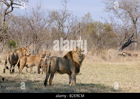 Löwe stolz im trockenen Buschland Stockfoto