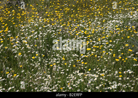 Wildblumen-Feld in Extremadura Spanien Stockfoto