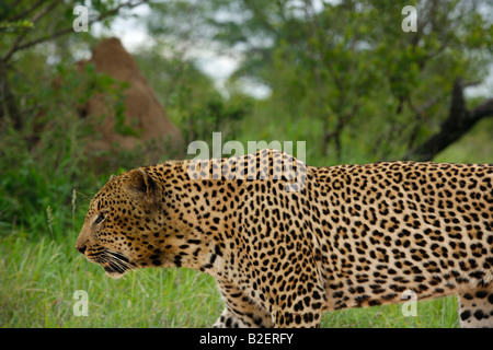 Porträt eines männlichen Leoparden in Bewegung Stockfoto