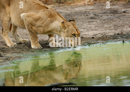 Weibliche Löwen stolz trinken aus einem natürlichen wateringhole Stockfoto