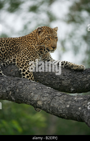 Eine weibliche Leoparden ruht in einem Baum Stockfoto