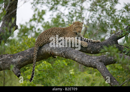 Eine weibliche Leoparden ruht auf einem Ast eines Baumes Stockfoto