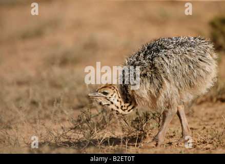 Strauß Küken auf Nahrungssuche Stockfoto