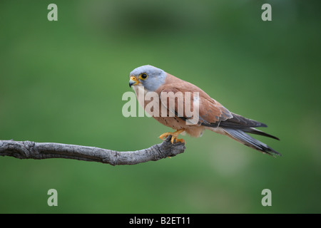 Lesser Kestrel Falco Naumanni in Extremadura Spanien Stockfoto