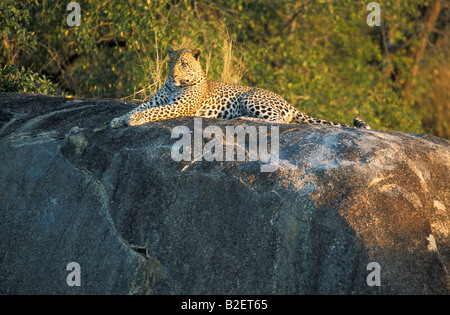 Männliche Leoparden ruht auf einem großen Granit Stockfoto