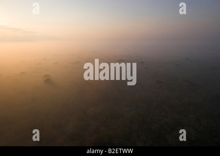 Luftaufnahme von Bäumen zeigen sich durch die frühen Morgennebel Stockfoto