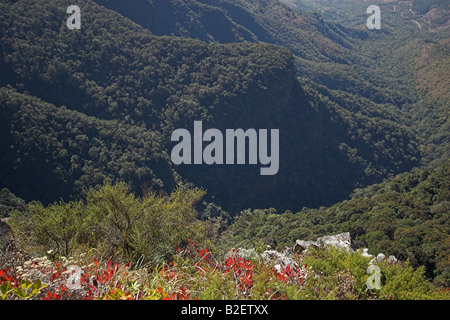 Ein Blick über eine dicht bewaldete Berglandschaft in die Wolkberg Wilderness Area. Stockfoto