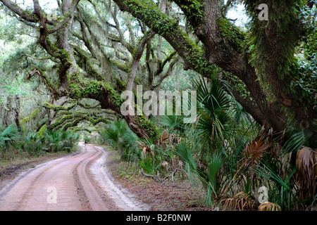 EINSAMER BACKPACKER ZU FUß VON DER HAUPTSTRAßE IN CUMBERLAND ISLAND NATIONAL SEASHORE GEORGIA USA Stockfoto