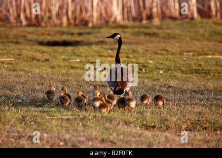 Gänsel nach Canada Goose Elternteil Stockfoto