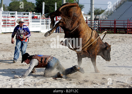 UNS HOMESTEAD Sankey s Schule Bullriding Rodeo Cowboy kriecht Weg von einem bucking Bull Foto GERRIT DE HEUS Stockfoto