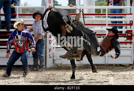 UNS HOMESTEAD Sankey s Schule Bullriding Rodeo Cowboy fällt von einem wie ein wilder Stier Foto GERRIT DE HEUS Stockfoto