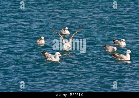 Silbermöwe Larus Argentatus unreifen Gruppe auf dem Wasser Hafen Lerwick Shetland-Inseln Schottland Großbritannien Europa Juni Stockfoto