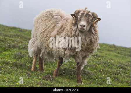 Shetland Schafe Ram vor Fotografen Fair Isle Shetland-Inseln Schottland UK Nordeuropa Juni Stockfoto