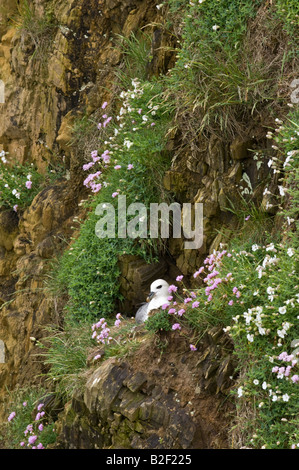 Fulmar (Fulmarus Cyclopoida) Erwachsene am Nest in Felsen mit blühenden Sparsamkeit (Armeria maritime) Fair-Isle Shetland-Inseln Schottland Stockfoto